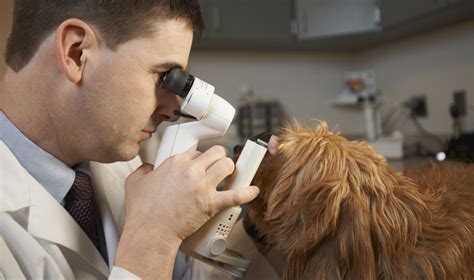 msu vet clinic|msu vet clinic prices.